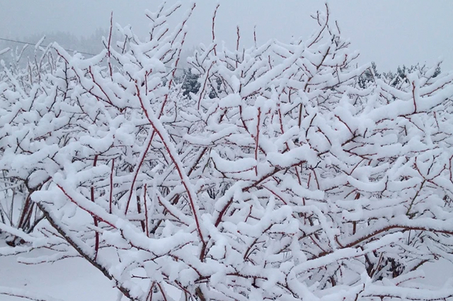 Dormência em caneberries (framboesas e amoras) e mirtilos: definição, processo e modelos para calcular horas de frio