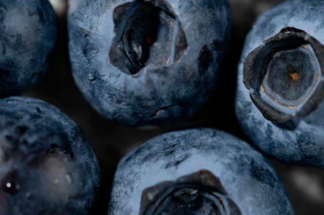 Desafios e técnicas na previsão da produção de mirtilo