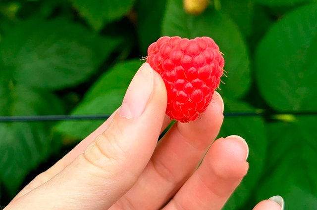 Genética da framboesa na Europa em 2025: do legado público à inovação proprietária