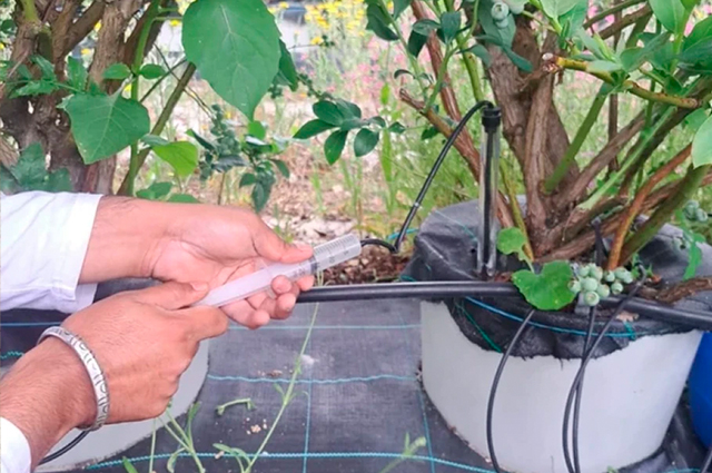 Hortitool-Artigo-11-Italian-Berry