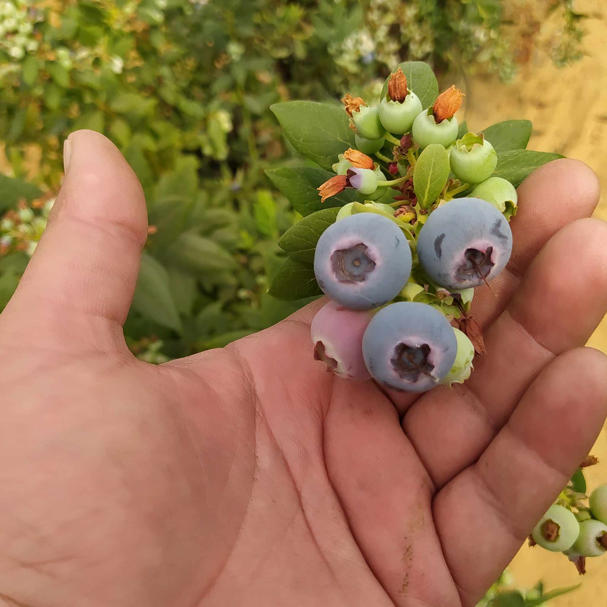 Hortitool-Consulting-mirtilos