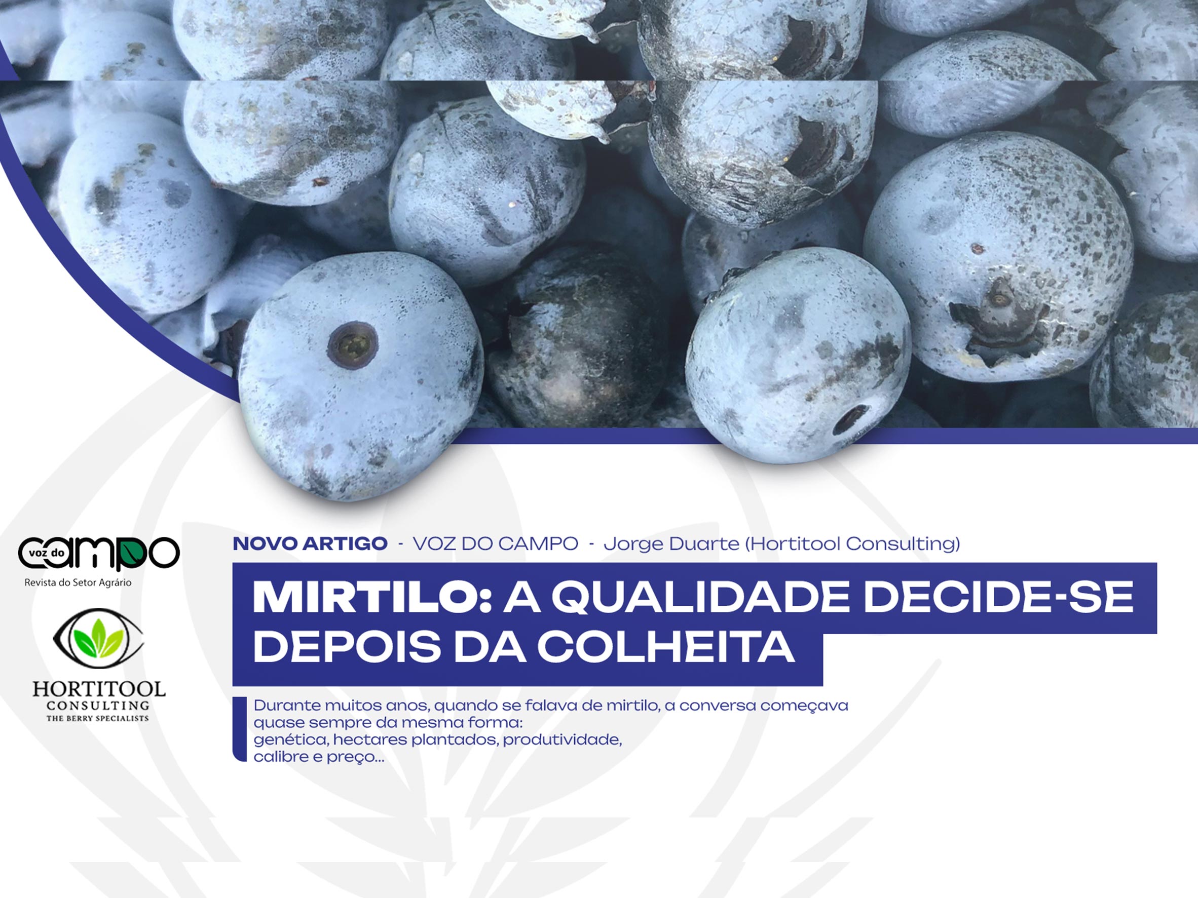 Read more about the article Mirtilo: A qualidade decide-se depois da colheita