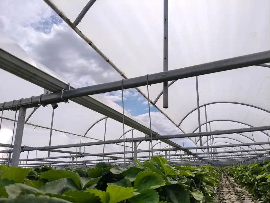 Crescimento no verão em estufas de plástico: eliminar primeiro o fator limitante