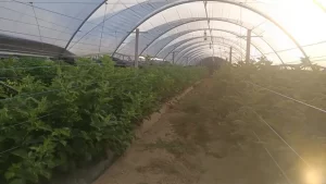 Hortitool