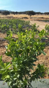 Leaf brix Consultor pequenos frutos