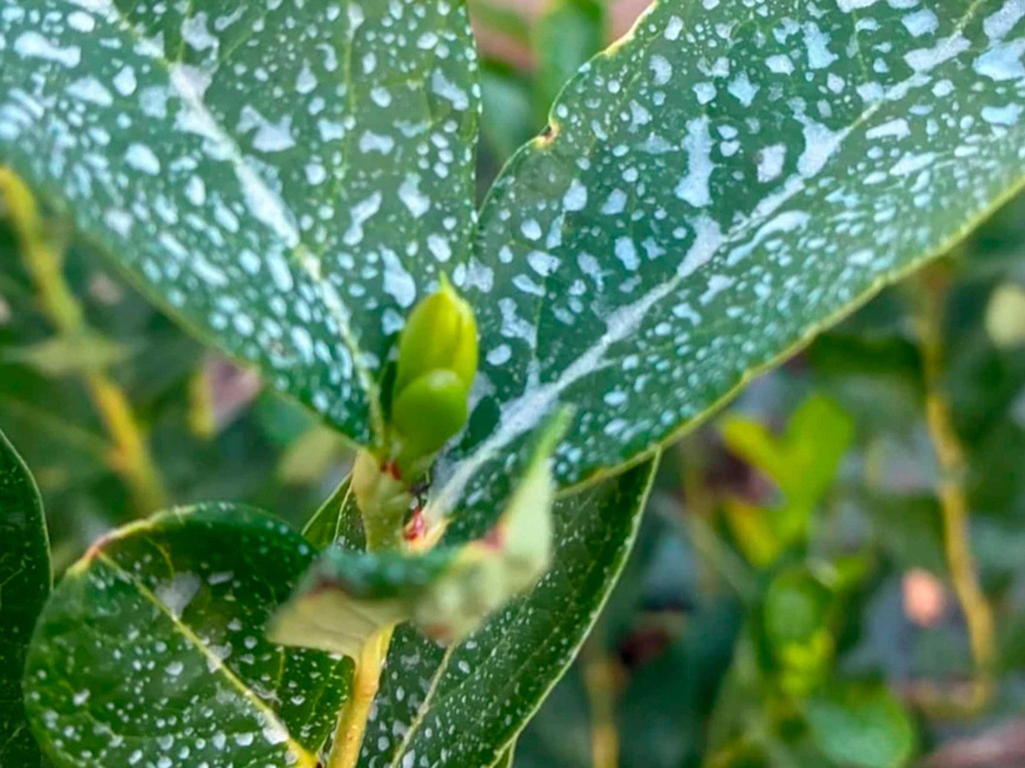 Brix Leaf em pequenos frutos: quando um número simples revela uma história complexa da planta