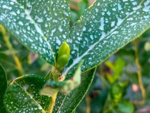 Leaf brix Consultor pequenos frutos